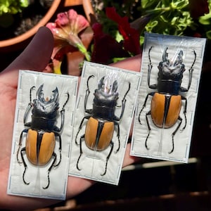 May include: Three preserved stag beetles, each featuring a glossy black head and thorax with prominent mandibles, paired with tan-coloured wing covers. Each specimen is individually mounted on a white rectangular card and encased in clear plastic.