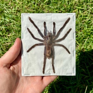 May include: A preserved tarantula displayed on a white square. The spider is brown with long, hairy legs and is centered on the square. The background is green grass.
