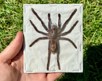 Java Tarantula | Selenocosmia Dolichoplectra | Spider | Arthropod | Preserved Insect | Frame Ready | Taxidermy Bug | Entomology Art