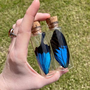 Papilio Ulysses Wing jar