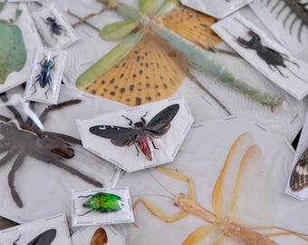 Unmounted Insects | Mystery Box