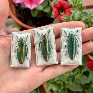 May include: Three iridescent green jewel beetles are individually encased in small, rectangular, clear plastic protective display cases with white backing. Each beetle displays a metallic, multi-coloured sheen with shades of emerald and gold.