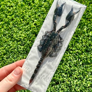 May include: A black scorpion preserved in a clear plastic frame. The scorpion is displayed on a white background.