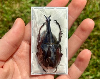 Rhino Beetle | Xylotrupes Lorquini (Male) | Preserved Insect | Ready For A Frame | Taxidermy Bug | Entomology Art