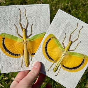 May include: Two preserved stick insects with vibrant yellow and green wings featuring black curved bands, each mounted on a rectangular white textured paper card with staples, displaying long thin legs and delicate antennae.