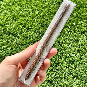 Peut inclure: Un long mille-pattes brun conservé dans un boîtier en plastique transparent. Le boîtier est tenu dans la main d'une personne sur un fond vert.