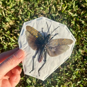Spotted Grasshopper (Male) | Aularches Punctatus | Preserved Insect | Ready For A Frame | Taxidermy Bug | Entomology Art