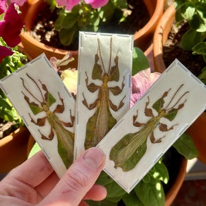 May include: Three preserved leaf insects displayed in individual rectangular clear plastic cases. Each specimen features a flat, green and brown body with intricate, leaf-like wing structures and long, thin antennae, arranged in a fan-like formation.