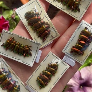 May include: Five rectangular white cards, each featuring a row of preserved iridescent green and copper beetles. The insects are mounted under clear plastic film on the cards, displaying metallic, shifting colours across their hard shells.