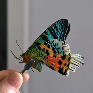 May include: A colourful butterfly with wings featuring a striking array of colours. The wings display a mix of black, blue, green, orange, and white patterns. The butterfly is held by a tool, highlighting its intricate details.