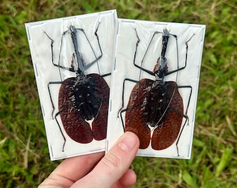 Violin Beetle | Mormolyce Phyllodes | Preserved Insect | Ready For A Frame | Taxidermy Bug | Entomology Art