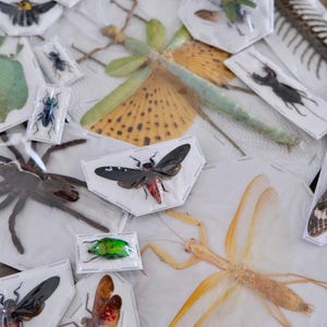 Unmounted Insects | Mystery Box