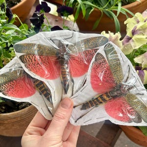 May include: Two preserved lanternflies encased in clear plastic on white cardstock. Each insect features vibrant pink hindwings with black spots and mottled olive-green forewings. The bodies are segmented with black and yellow-orange horizontal stripes.