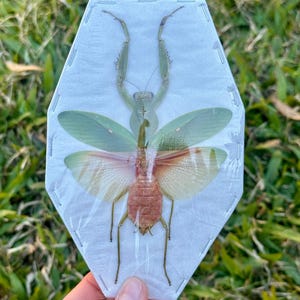 May include: A preserved praying mantis specimen mounted on a white, coffin-shaped card. The insect features a light green head and thorax, with translucent green and reddish-brown wings spread wide, and long, thin legs extending from its body.