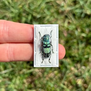 Peut inclure: Un coléoptère préservé aux marques vertes et noires irisées, exposé sur une carte rectangulaire blanche. La carapace du coléoptère reflète la lumière, révélant un éclat métallique. L'insecte est monté avec de petites épingles, sur fond d'herbe verte.