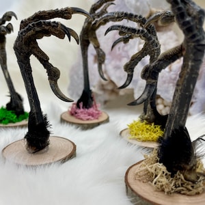 May include: Close-up of several bird talons mounted on small wooden discs. The talons are dark brown with sharp, curved claws. Each is surrounded by colorful moss, including green, pink, and yellow. The background is a soft, white, fluffy surface.
