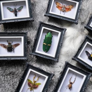 Mini Specimen Magnet Frame