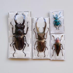 May include: A collection of four preserved beetles mounted on white rectangular cards and encased in clear plastic. The display includes two large dark brown stag beetles, one small bright blue beetle, and one iridescent metallic jewel beetle.