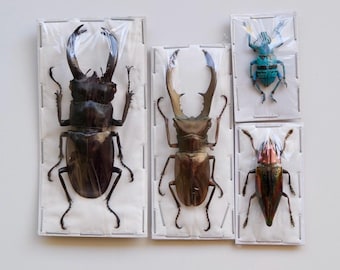 Preserved Insect Bundles | Ready For A Frame | Taxidermy Bug | Entomology Art | Not-so Mystery Box
