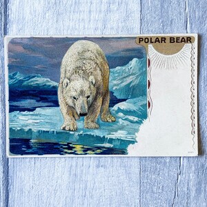 Ensemble de quatre cartes postales anciennes d'art animalier, ours, loup, léopard, ours polaire
