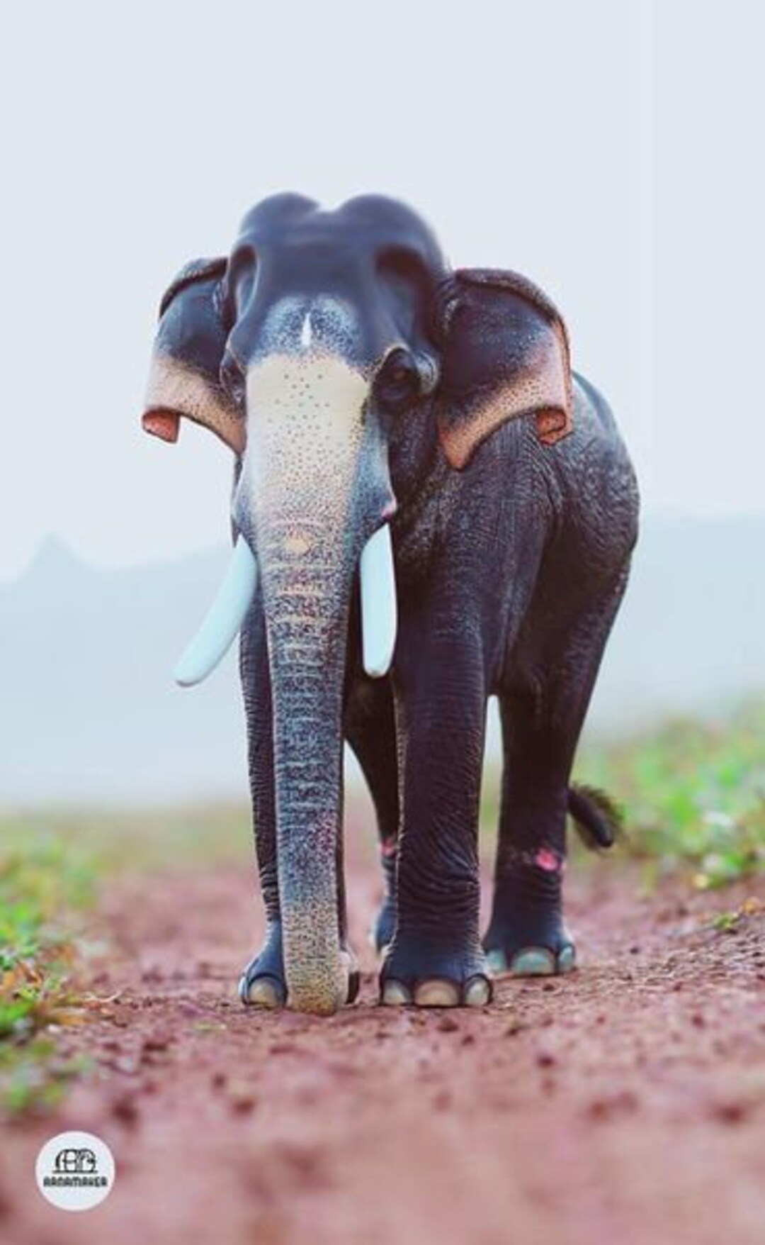 Buy Elephant Miniature Kerala Home Decor Minature Guruvayoor Online in India - Etsy Buy Elephant Miniature Kerala Home Decor Minature Guruvayoor Online in India - Etsy