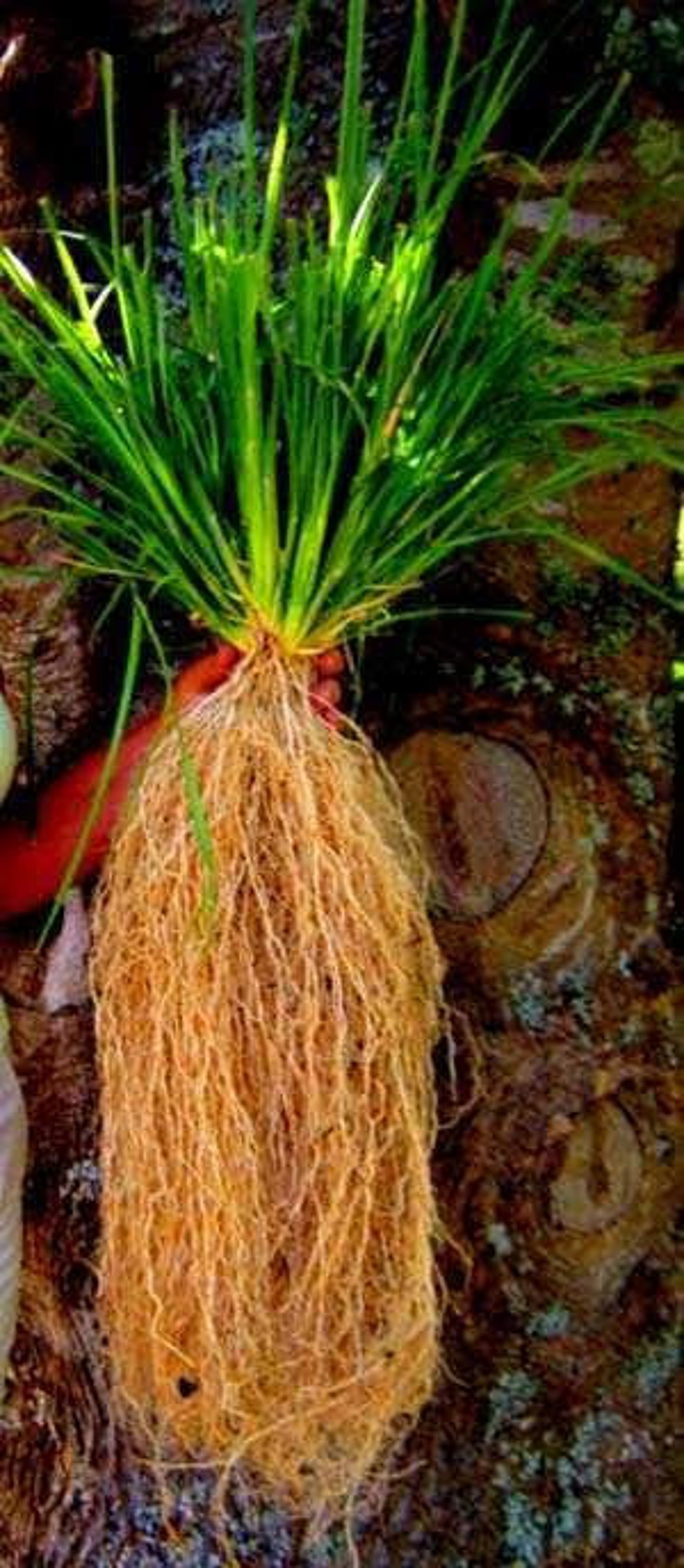 Vetiver Roots Ramachamdried VETIVER Root CUSCUS KHUS Khus Etsy