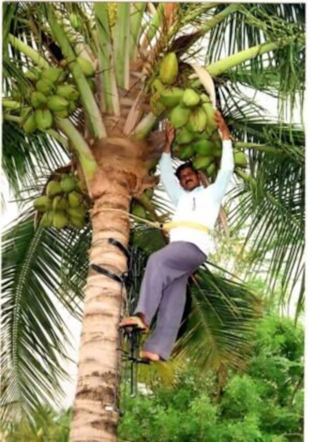 Coconut Tree Climbing Machine Heavy Duty, 500 Kg Weight Capacity Areca