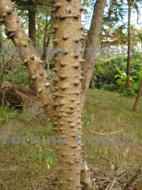 KILLI Sappan Wood | Pathimugam Kerala Patang 100G Free Shipping