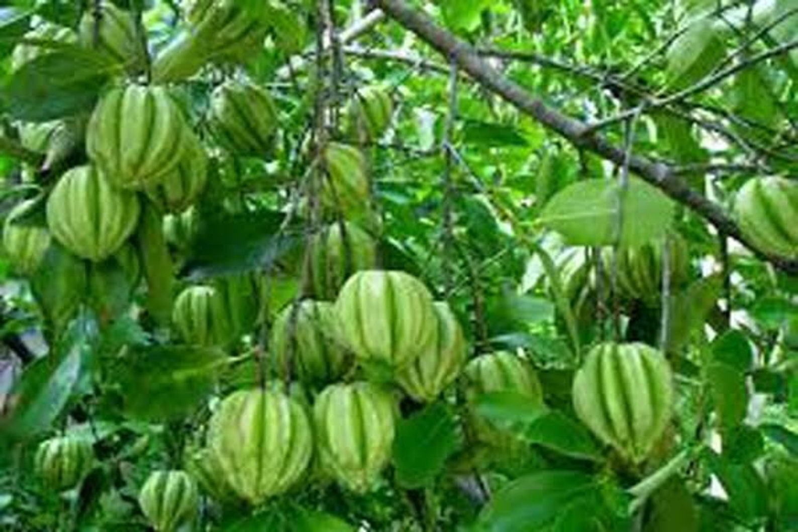Kudampuli Dried Garcinia Cambogia Garcinia Gummigutta Etsy
