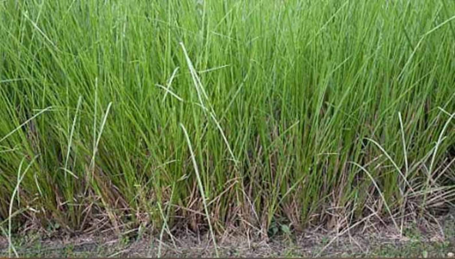 Vetiver roots RamachamDried VETIVER root CUSCUS KHUS Khus Etsy