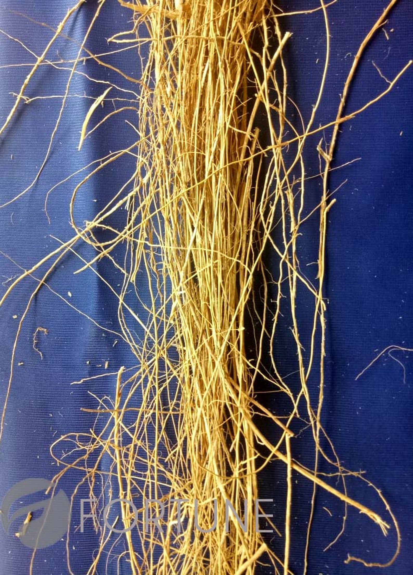 Vetiver Roots Ramachamdried VETIVER Root CUSCUS KHUS Khus Etsy