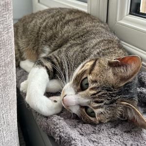 Pode incluir: Um gato tigrado com patas brancas e um peito branco est&aacute; deitado em uma superf&iacute;cie cinza e felpuda. O gato tem olhos verdes e est&aacute; olhando para a direita.