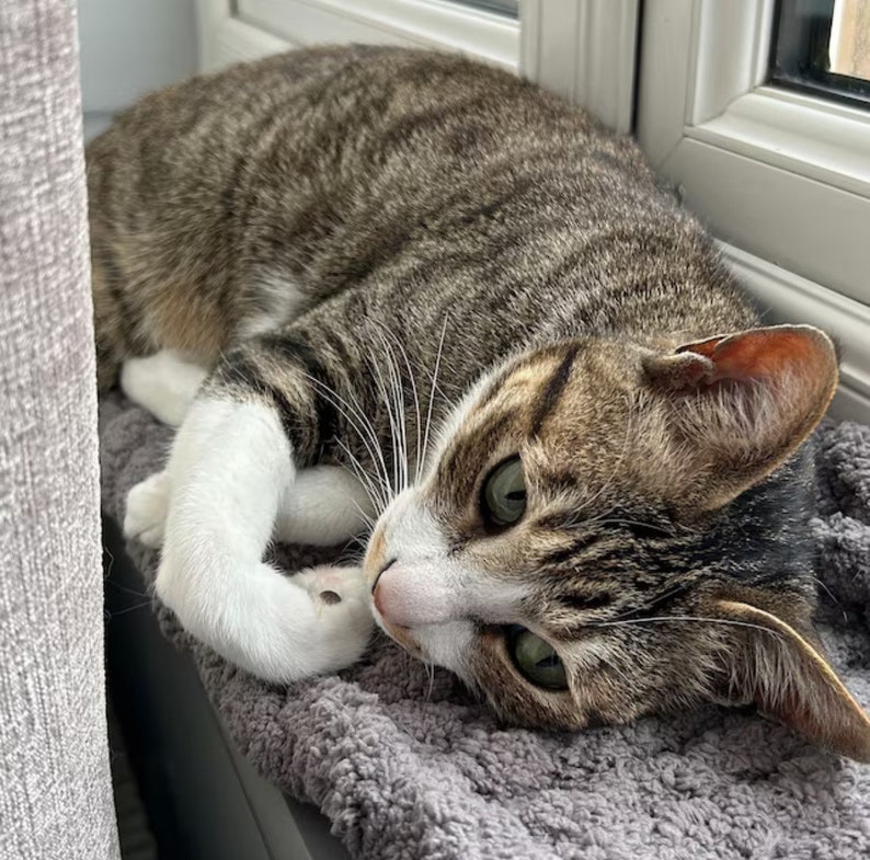 Pode incluir: Um gato tigrado com patas brancas e um peito branco est&aacute; deitado em uma superf&iacute;cie cinza e felpuda. O gato tem olhos verdes e est&aacute; olhando para a direita.