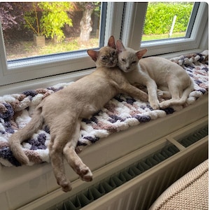 Pode incluir: Dois gatos de cor marrom claro abra&ccedil;ados em um cobertor listrado branco e marrom. Os gatos est&atilde;o deitados em um peitoril de janela com um radiador branco abaixo.