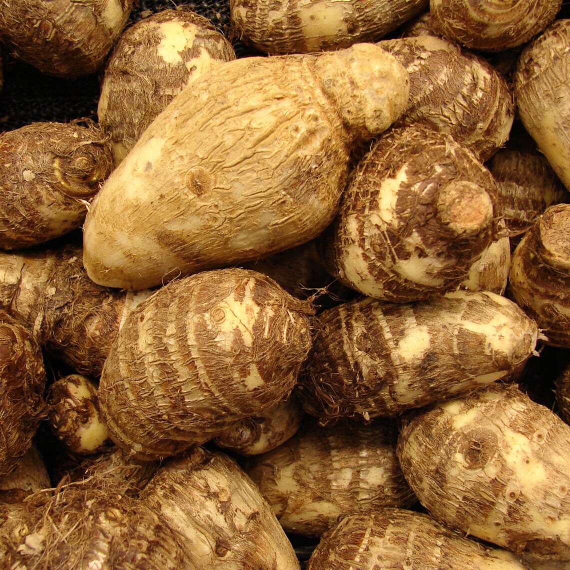 Organic Taro Root Bulbs Elephant Ear Edible Eddo 10 counts | Etsy