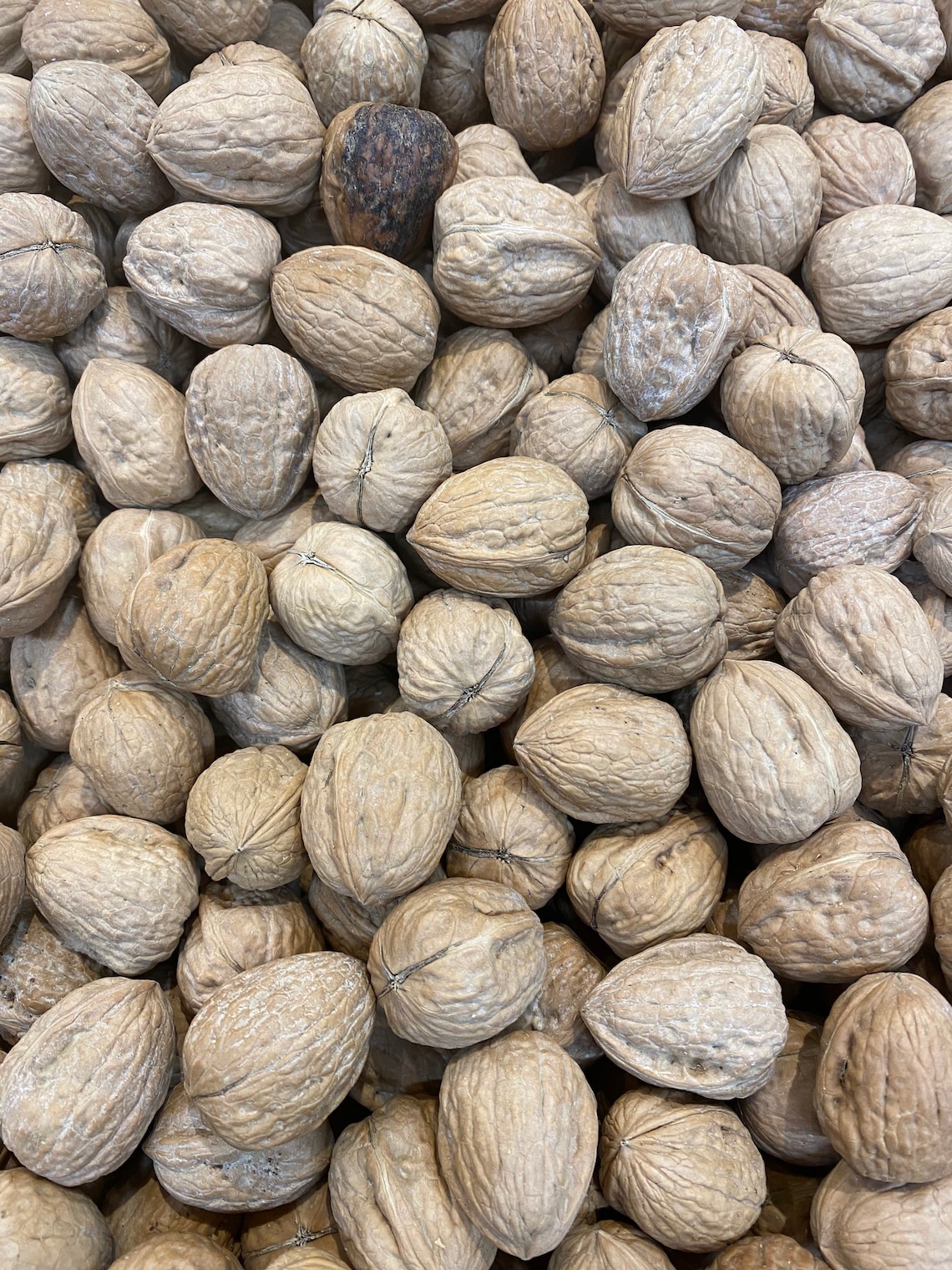 Organic whole Walnuts InShell 5Lbs USPS Priority shipping Etsy
