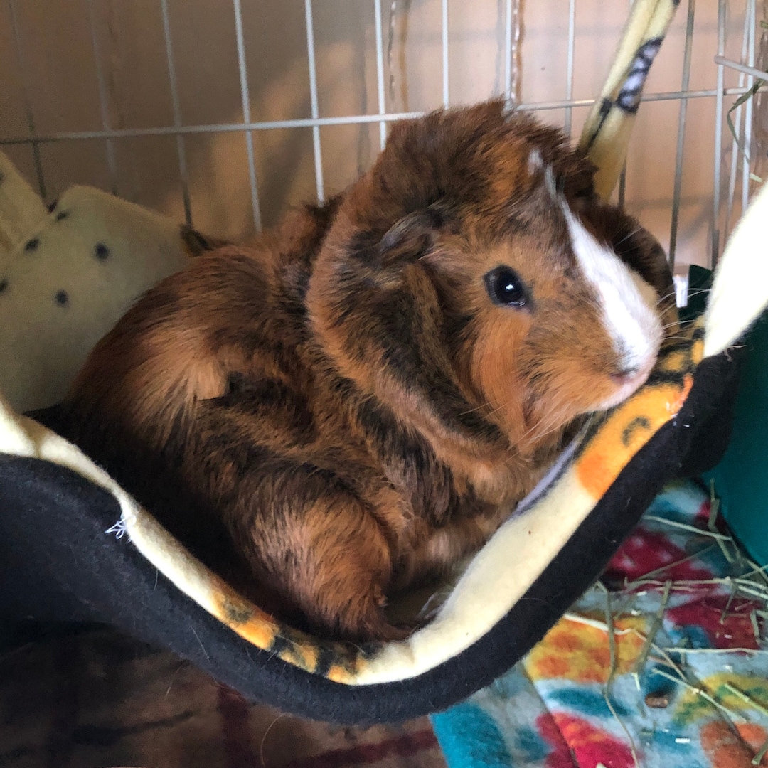 Fleece Hammock, Guinea Pig Hammock, Reversible Fleece, Cage Accessories