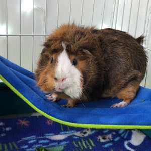 Guinea Pig Hammock, Guinea Pig Accessory, Guinea Pig Bed, Small Animal Toy, Cage Accessory, Guinea Pig Fleece, Midwest Guinea Pig Cage