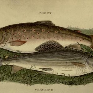 May include: A detailed illustration of two fish, a trout and a grayling, on a bed of green grass. The trout is brown with dark spots and a red-tinged tail fin. The grayling is a lighter color with a more elongated body and a distinctive pattern of small, dark spots.
