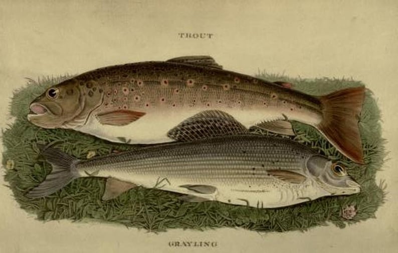 May include: A detailed illustration of two fish, a trout and a grayling, on a bed of green grass. The trout is brown with dark spots and a red-tinged tail fin. The grayling is a lighter color with a more elongated body and a distinctive pattern of small, dark spots.