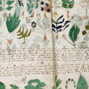 May include: A page from an old book with handwritten text and illustrations of plants. The plants are drawn in green, blue, and brown ink. The text is in a cursive script.