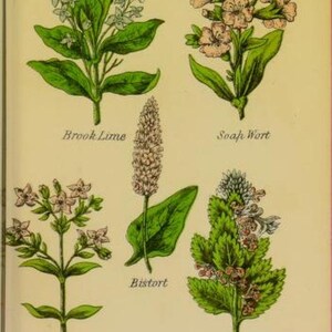 May include: An illustration of six different plants with their common names: Brook Lime, Soap Wort, Bistort, Century, Bugle. The plants are depicted with their flowers and leaves in a vintage style.