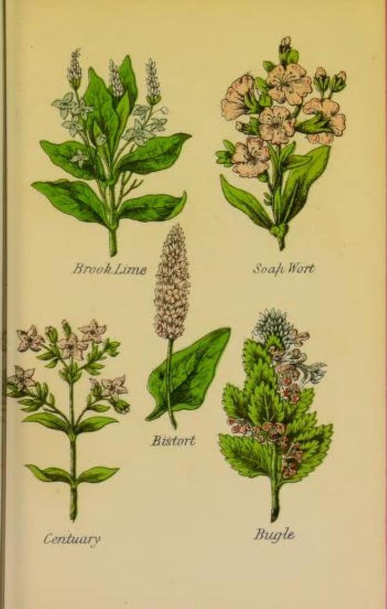 May include: An illustration of six different plants with their common names: Brook Lime, Soap Wort, Bistort, Century, Bugle. The plants are depicted with their flowers and leaves in a vintage style.