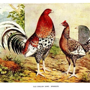 May include: A pair of Old English Game chickens, one with a spangled pattern and the other with a brown and white spangled pattern. The chickens are standing on a dirt path with green grass and plants in the background.