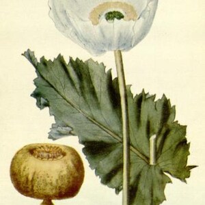 May include: A white poppy flower with a green stem and leaves. The flower has a white center with a yellow and green stigma. The leaves are green and have a serrated edge. The image is labeled "Papaver somniferum - Opium Poppy."