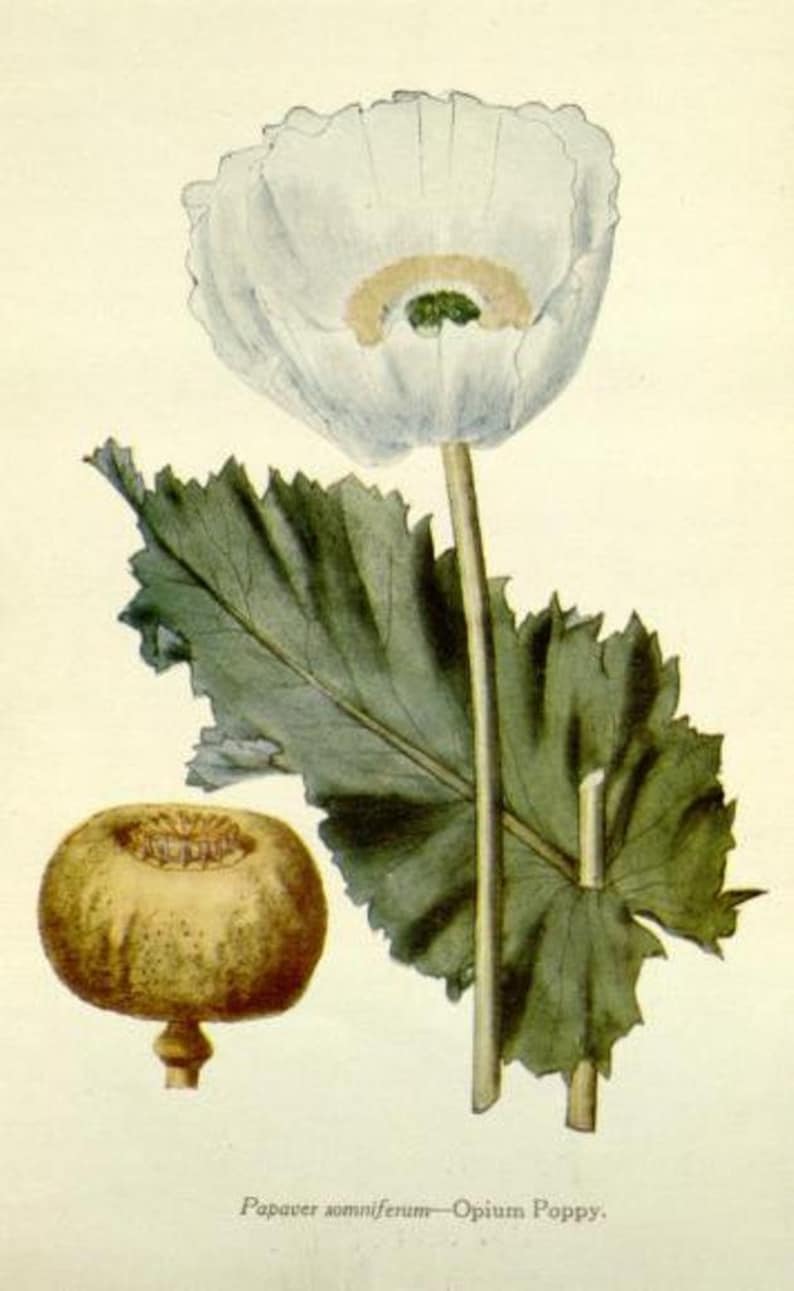 May include: A white poppy flower with a green stem and leaves. The flower has a white center with a yellow and green stigma. The leaves are green and have a serrated edge. The image is labeled "Papaver somniferum - Opium Poppy."