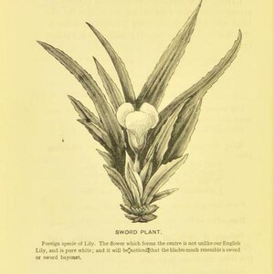 May include: A black and white illustration of a sword plant, a type of lily with long, narrow leaves that resemble swords. The flower is white and located in the center of the plant.