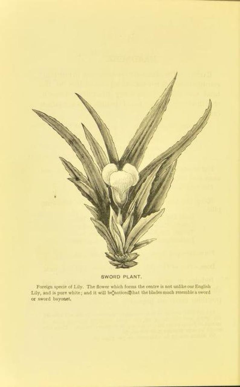 May include: A black and white illustration of a sword plant, a type of lily with long, narrow leaves that resemble swords. The flower is white and located in the center of the plant.
