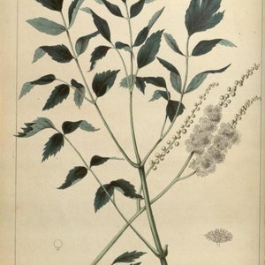 May include: A botanical illustration of a Cimicifuga racemosa plant with white flowers and green leaves. The illustration is on a cream-colored background with the text "Plate III" and "Cimicifuga racemosa" at the top and bottom of the image.