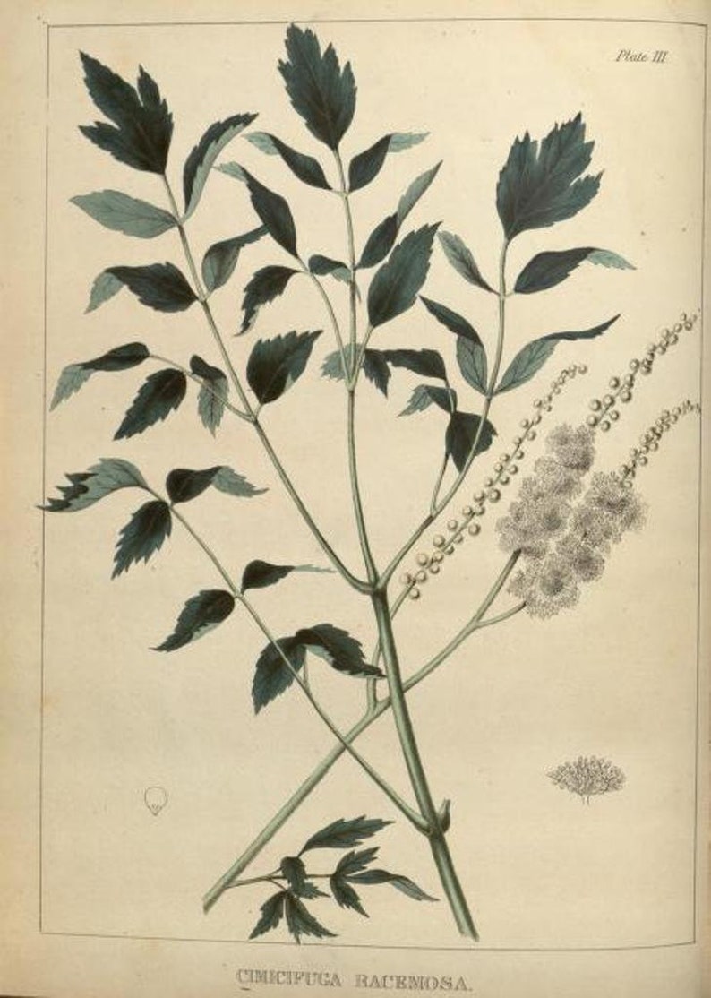 May include: A botanical illustration of a Cimicifuga racemosa plant with white flowers and green leaves. The illustration is on a cream-colored background with the text "Plate III" and "Cimicifuga racemosa" at the top and bottom of the image.